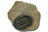 Chocolate-Brown Hollardops Trilobite - Foum Zguid, Morocco #372421-3